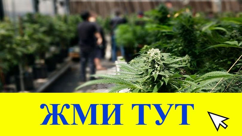 Купить наркотики в Кунгуре